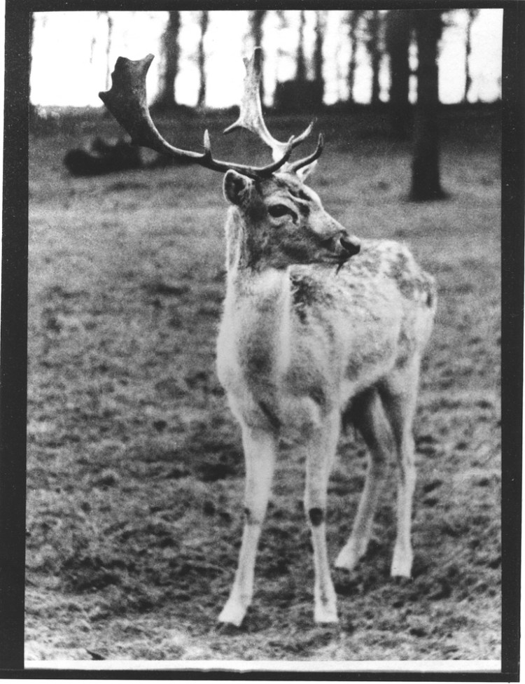 Roe Deer Harry Benson