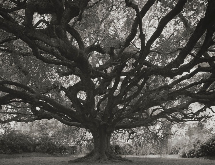 Bayeux#1, 2013, Takeshi Shikama